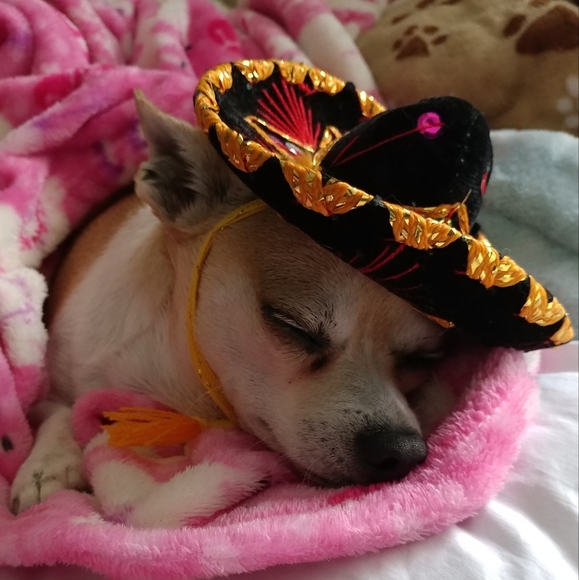 Meet your Posher, Miranda - Picture 5 of 6